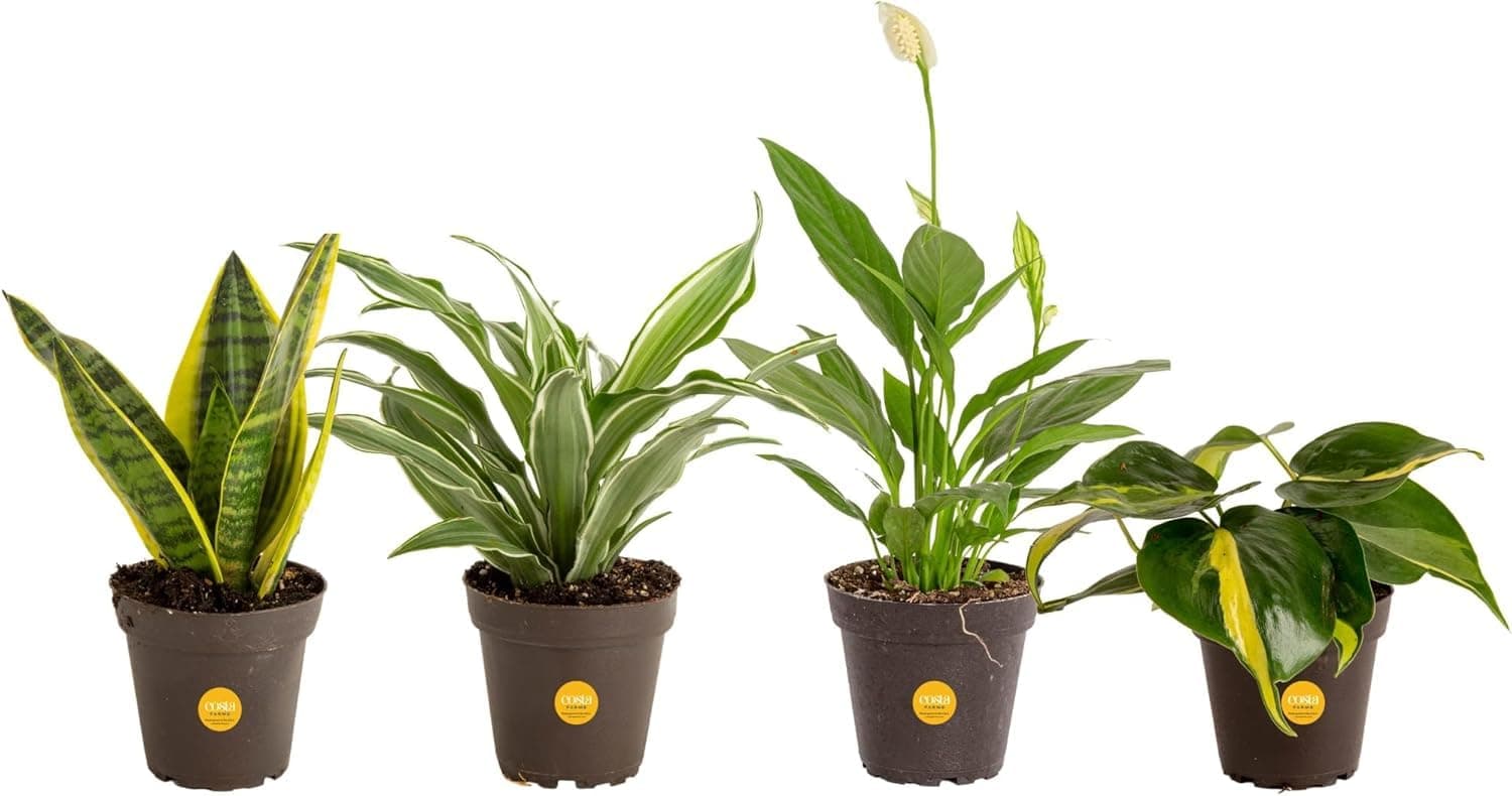 Select Locations: 4-Pk Costa Farms Live House Plants (8-10" Tall)